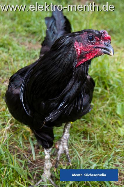 Foto Laudi -10.JPG